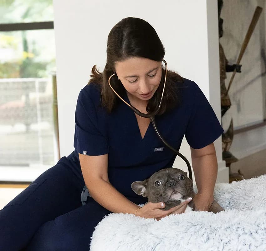 A veterinarian gently listening to a dog’s heart during a calm home visit