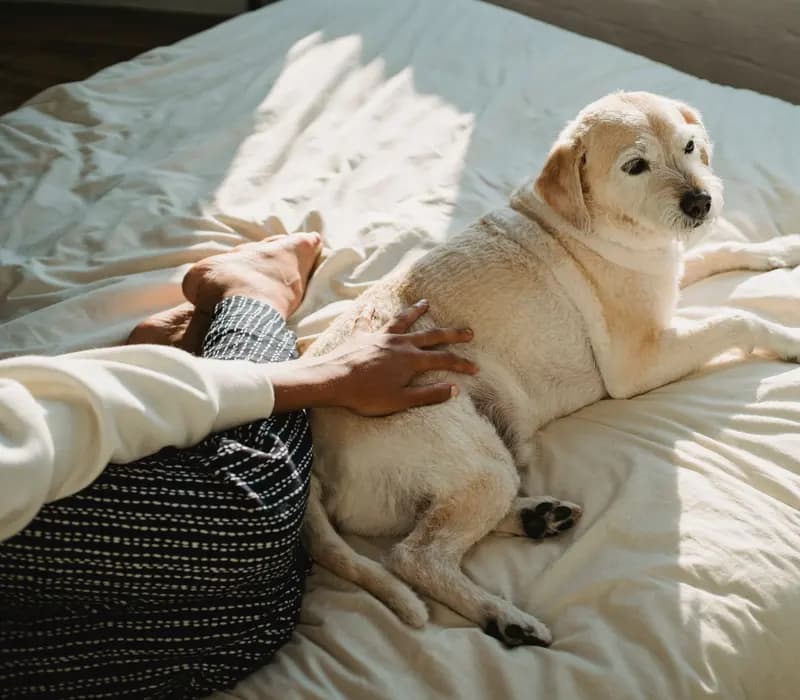 A pet owner gently petting their fluffy dog at home
