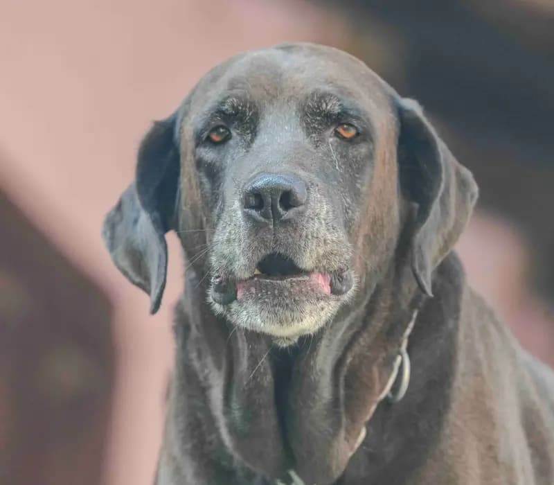 A gentle close-up of an elderly chocolate Labrador gazing outdoors