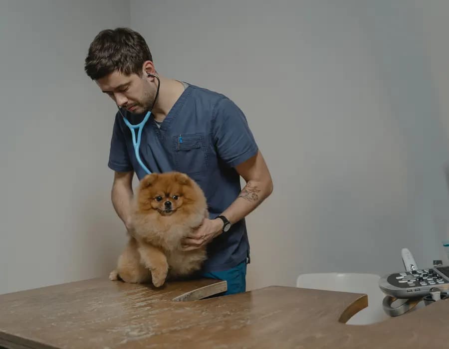 A veterinarian gently examining a small dog with a stethoscope
