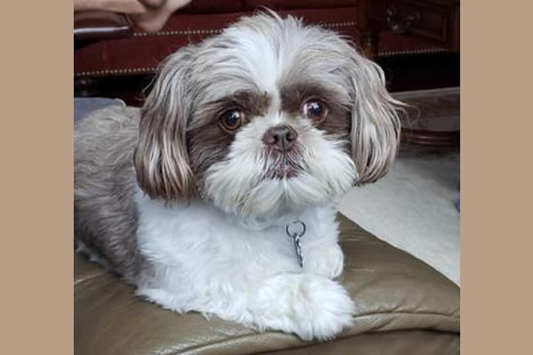 Buddy, a beloved senior dog
