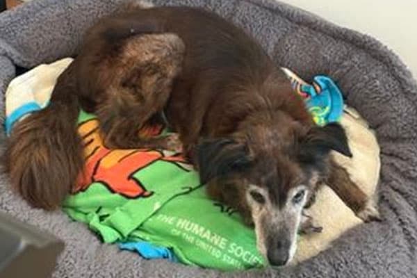 Finn, a rescue dog who lived a life of adventure