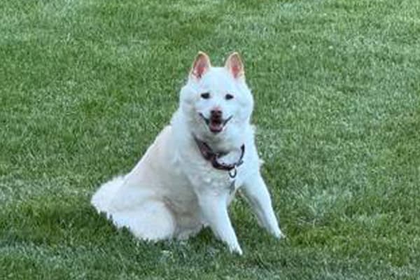 Lexi, a senior Shiba Inu, resting at home