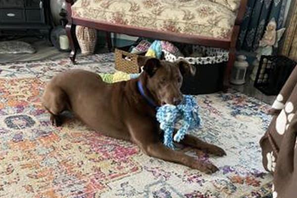 Scooter, a gentle senior dog who loved to cuddle