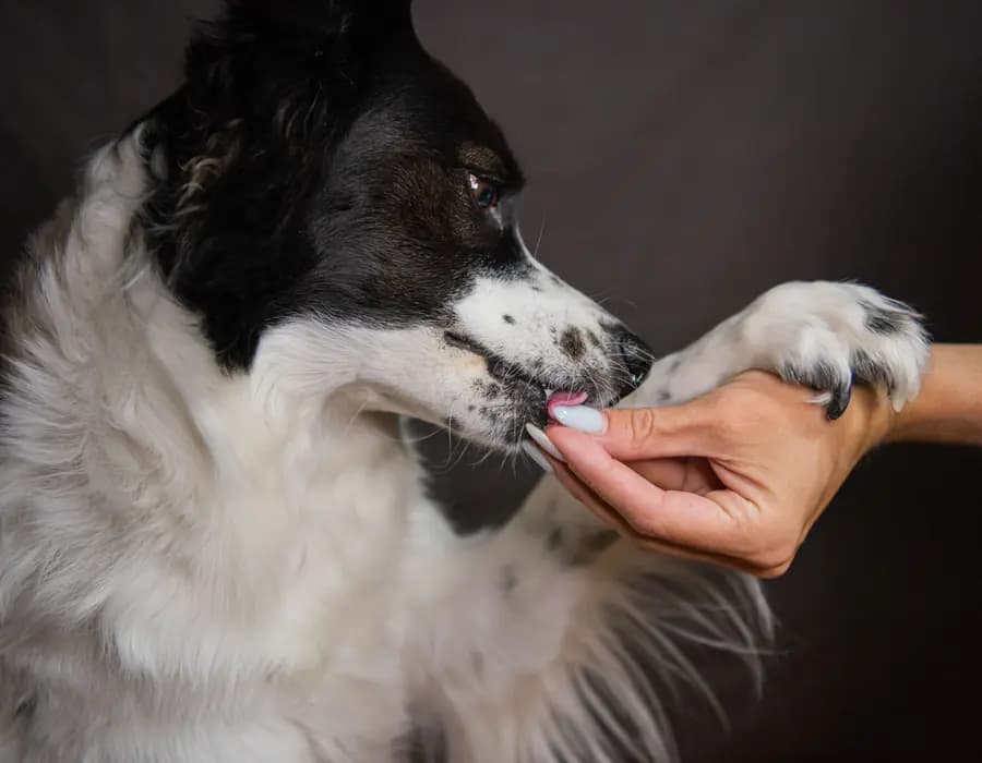 A gentle human hand tenderly holding a dog’s paw