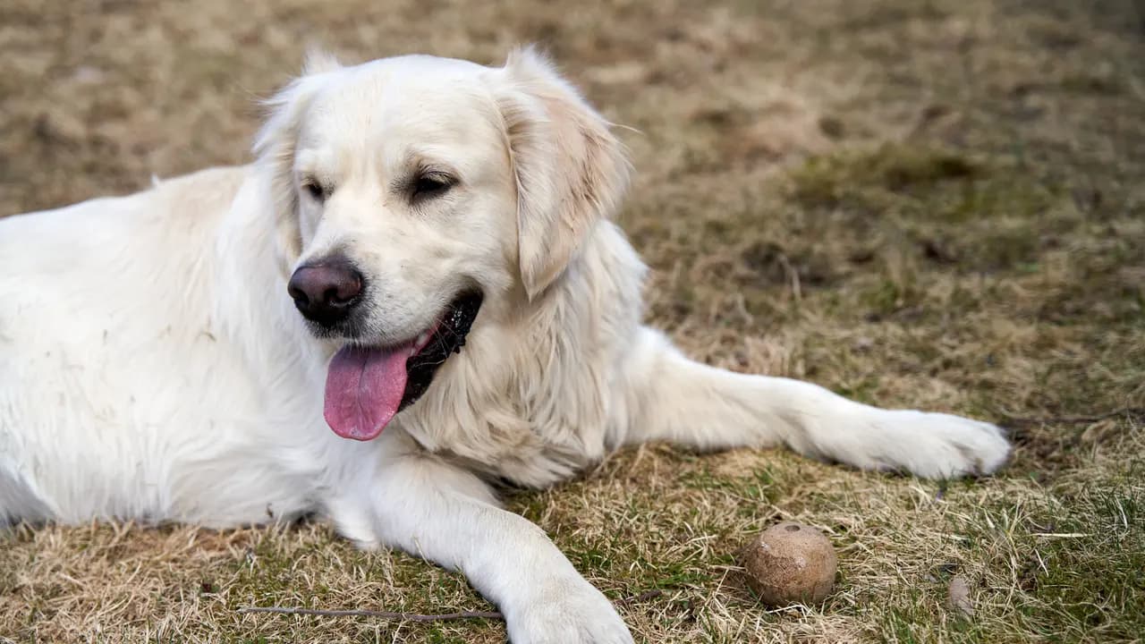 A calm senior golden retriever resting outdoors