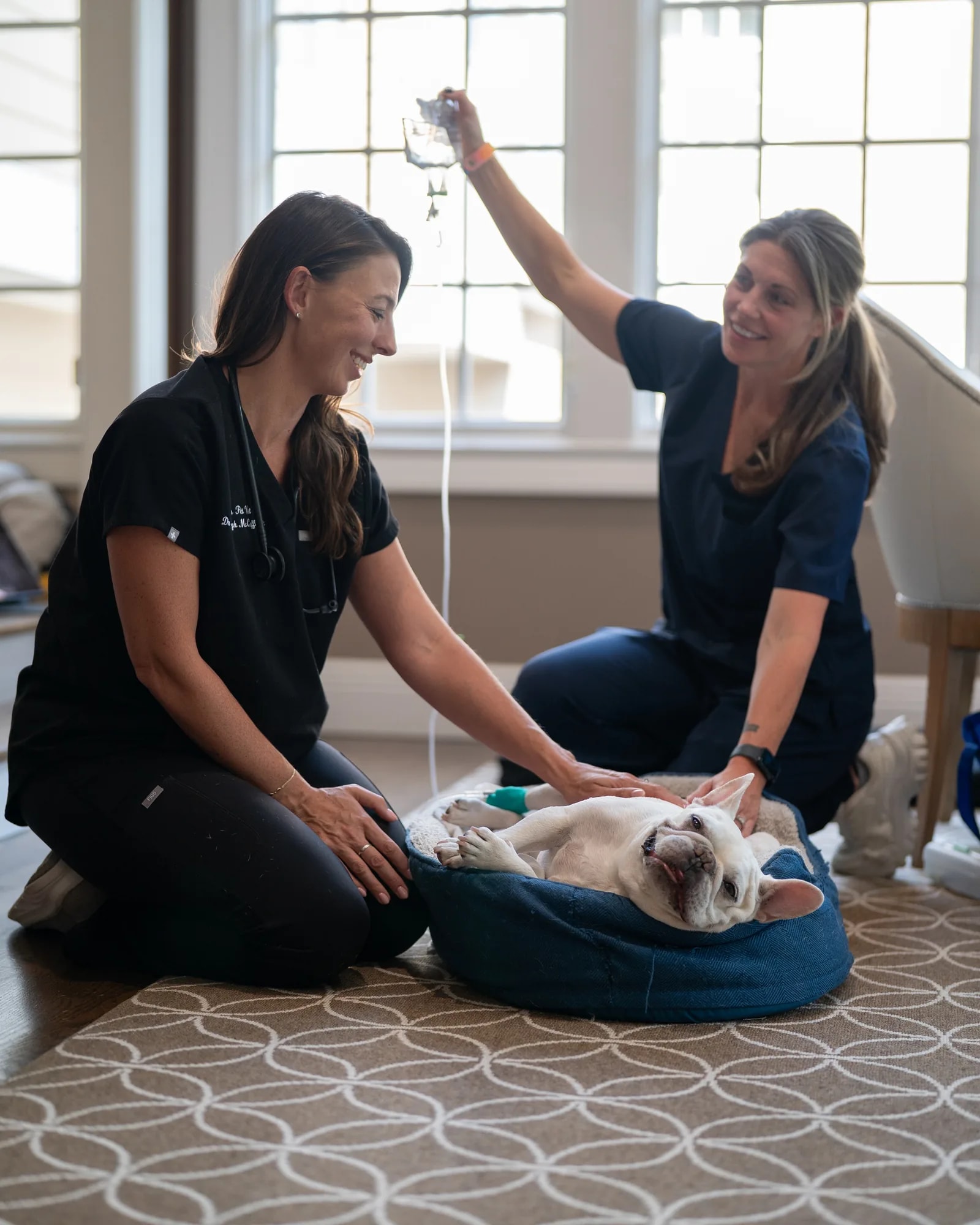 Two clinicians kneeling together to comfort a French Bulldog resting in a dog bed during an in-home visit