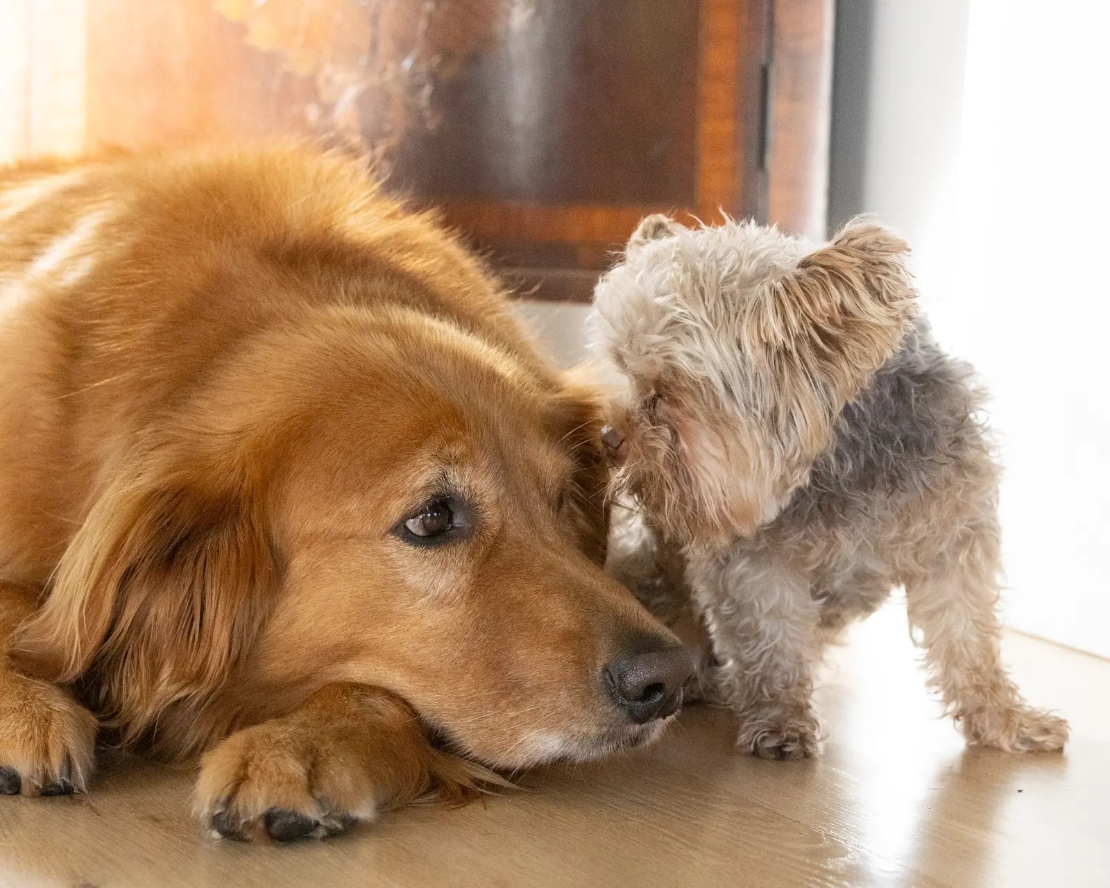 A golden retriever resting its head on the floor while a small Yorkie nuzzles against it