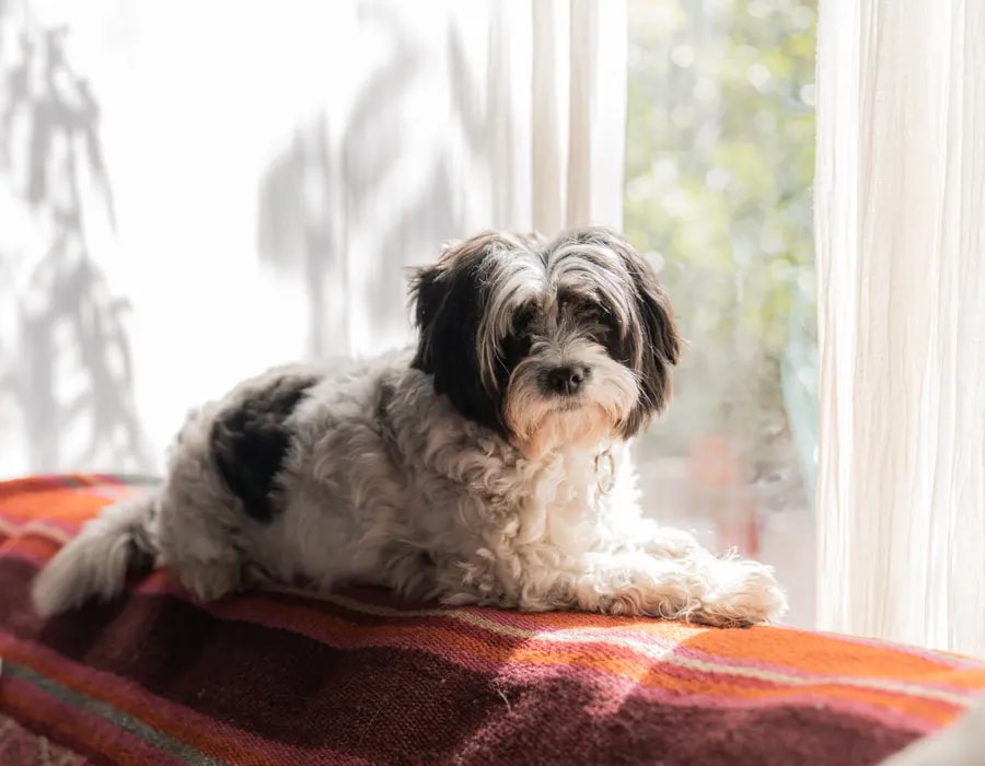 A senior pet resting comfortably at home