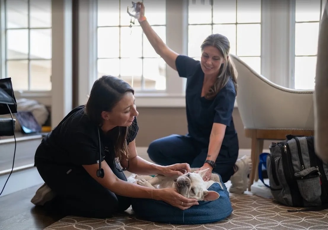 Two veterinary staff members gently tending to a sleepy tan French Bulldog resting on a dog bed by a window