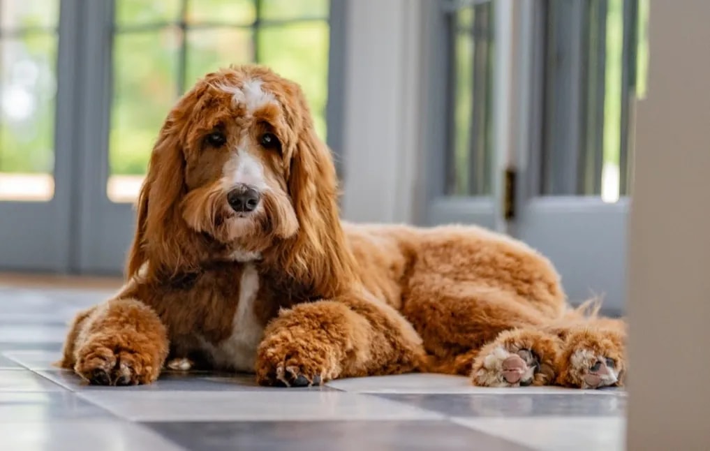 A senior goldendoodle with a graying face lying calmly on a tile floor, looking at the camera