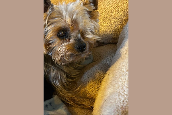 Baxter, a senior Yorkie, nestled in a yellow blanket