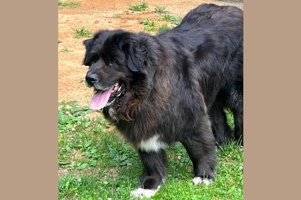 Ben, a 140-pound gentle giant, standing in the yard