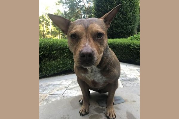 Blu, a gray pit bull mix, sitting in the garden