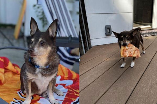 Brio, a small dog, enjoying a slice of pizza