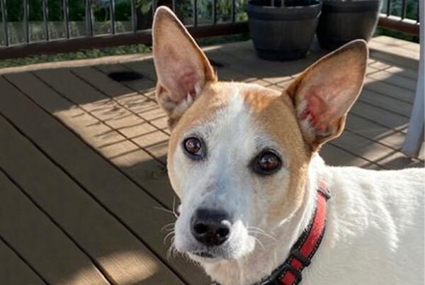 Doby, a rescued dog, in a family photo collage