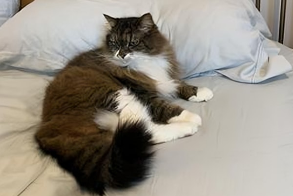 Fluffy, a Maine Coon cat, resting on a bed