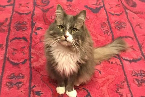 Mr. Gracie, a gray and white cat, sitting on a red rug