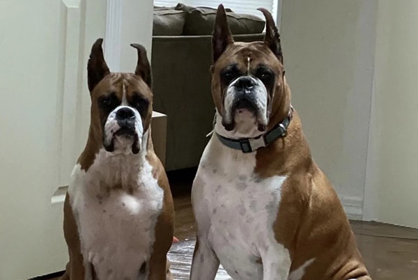 Hudson and Serafina, two beloved family dogs