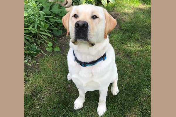 Jagger, a yellow English Labrador Retriever, sitting on the lawn