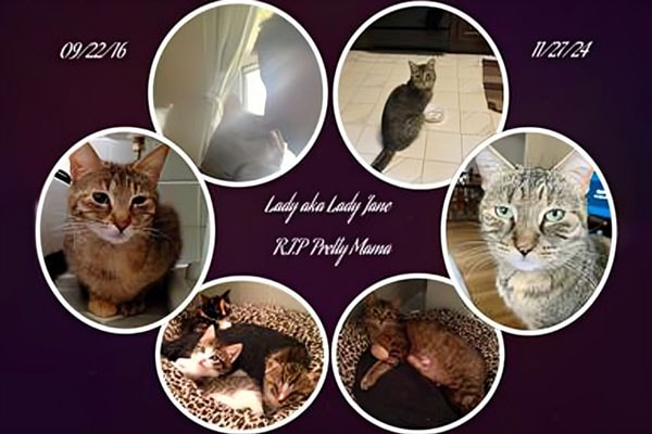 Lady aka Lady Jane, a beloved cat, in a family photo collage