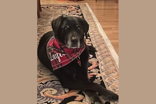 Layla, a black Labrador wearing a plaid bandana with her name