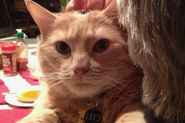 Leo, a beloved orange cat, wearing his name tag