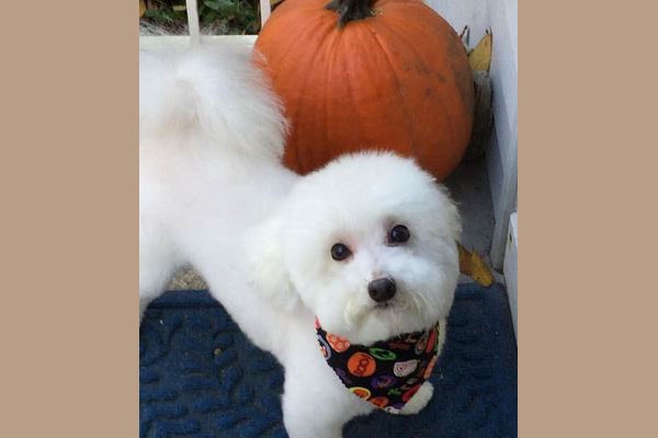 Little Fella, a small white dog, with a pumpkin