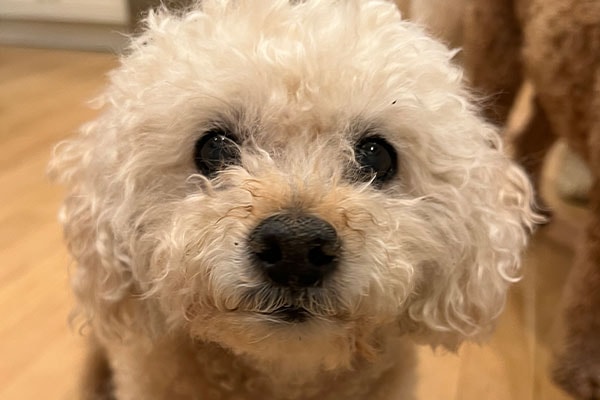 Mia, a small dog, on the couch