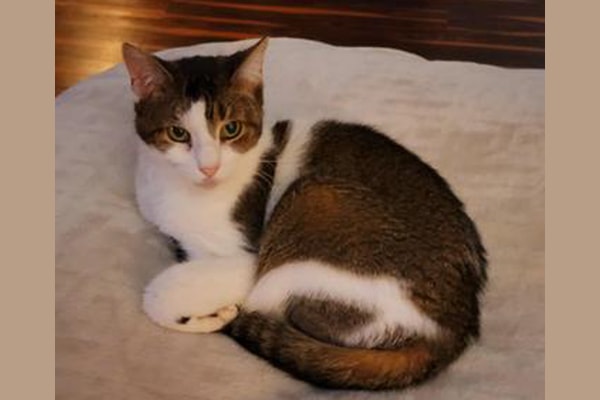 Patches, a petite senior cat also known as CloePatches