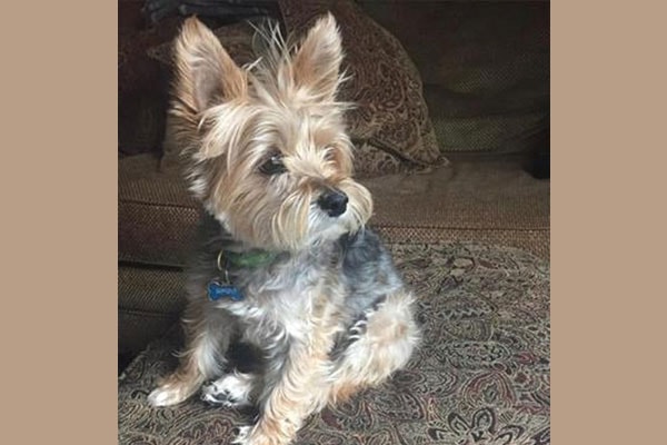 Simba, a senior Yorkie, resting in a blanket