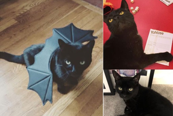 Slick, a black cat, at home