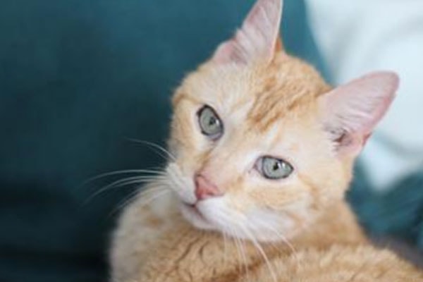 Syms, a senior cat, resting on the couch