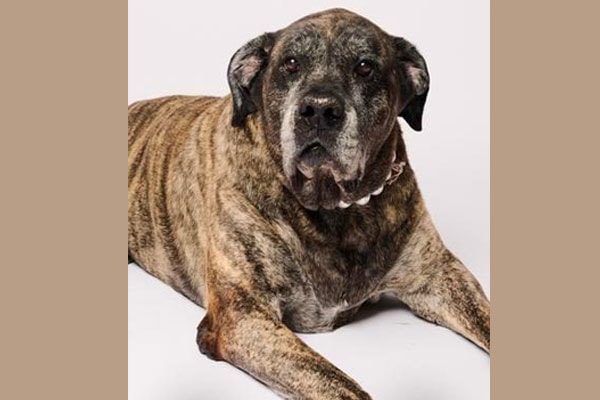 Vino, a 165-pound gentle giant