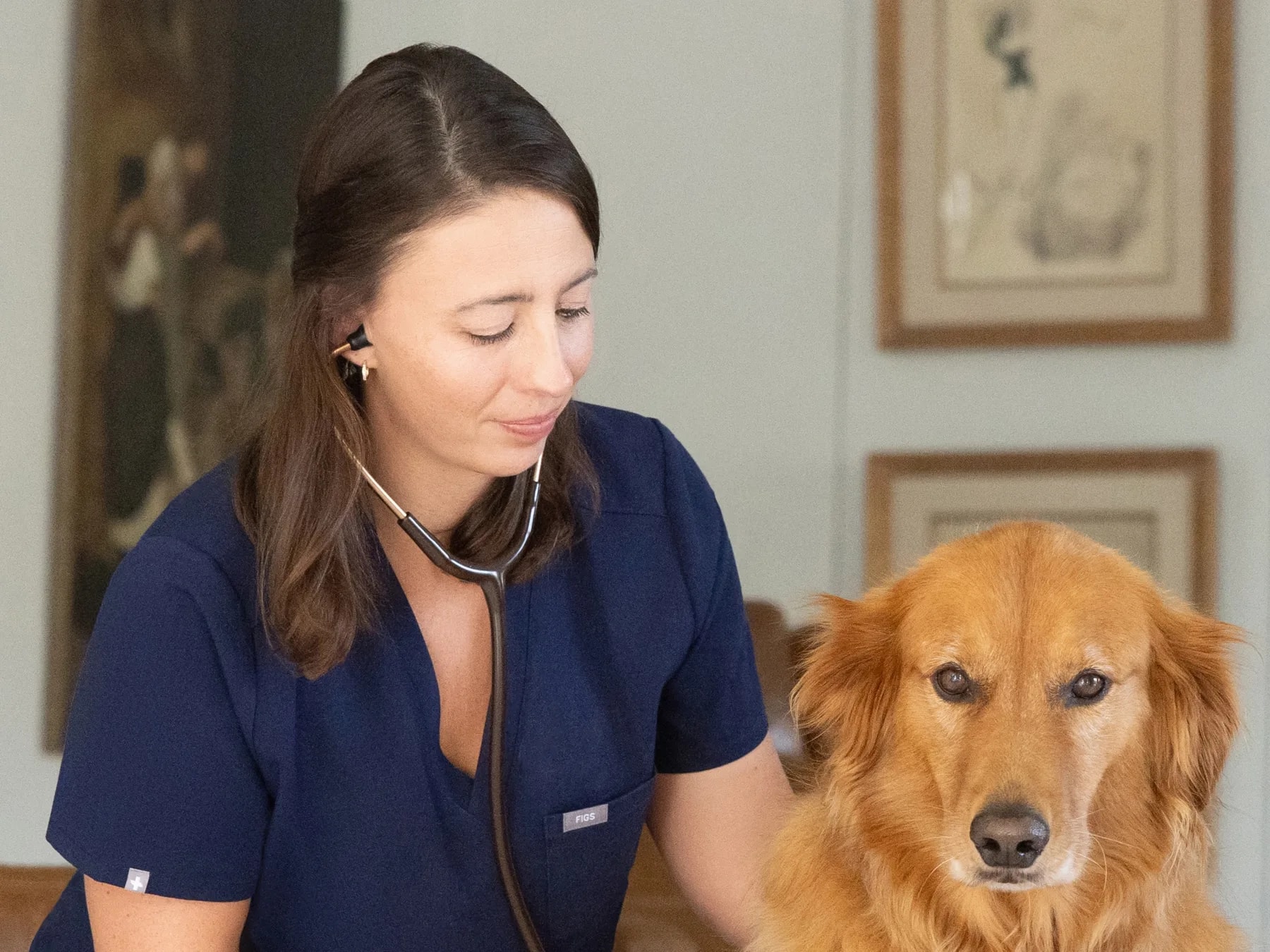 A veterinarian listening to a golden retriever’s heartbeat with a stethoscope at home