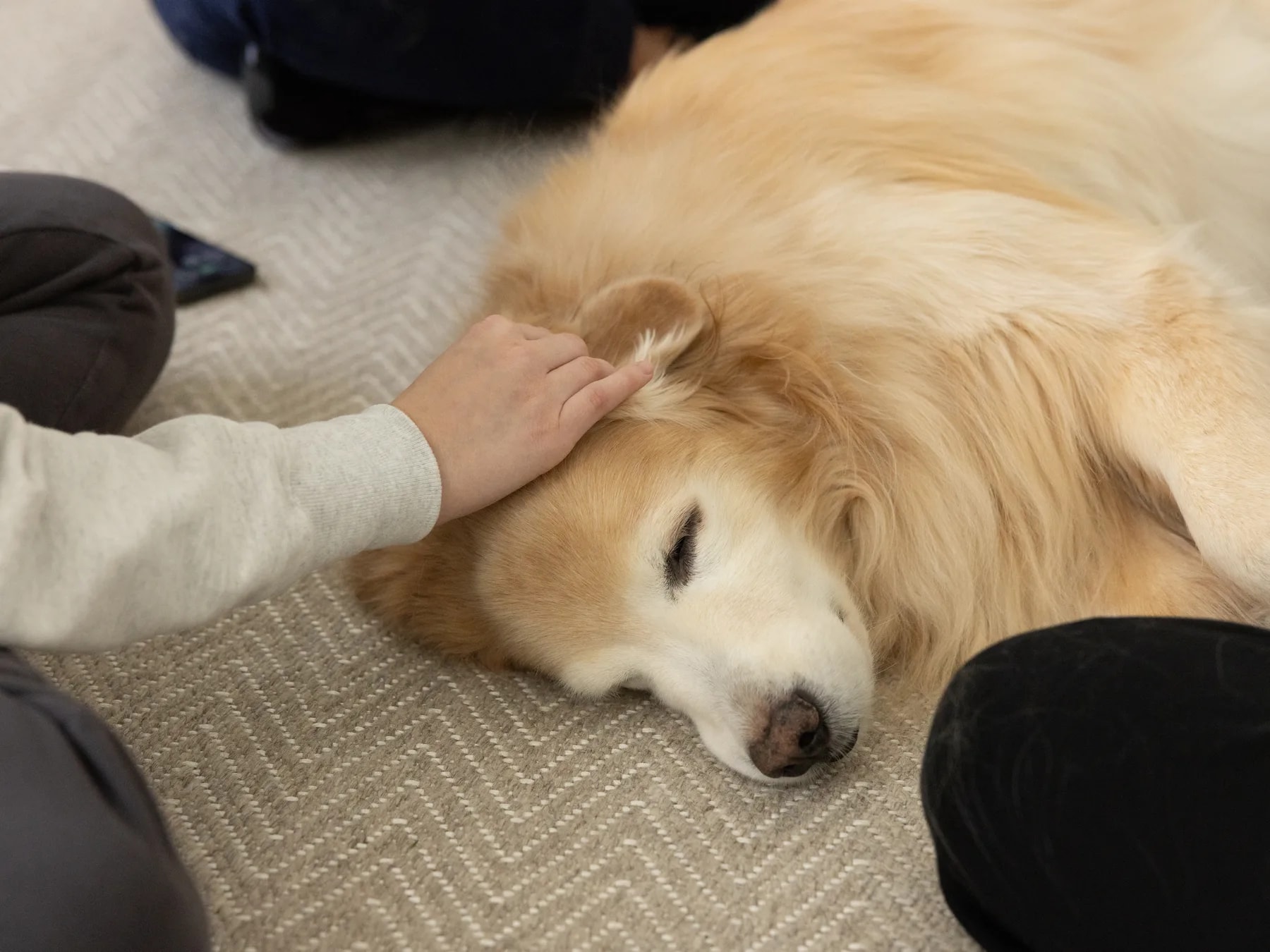A hand gently petting a golden retriever resting peacefully on the floor