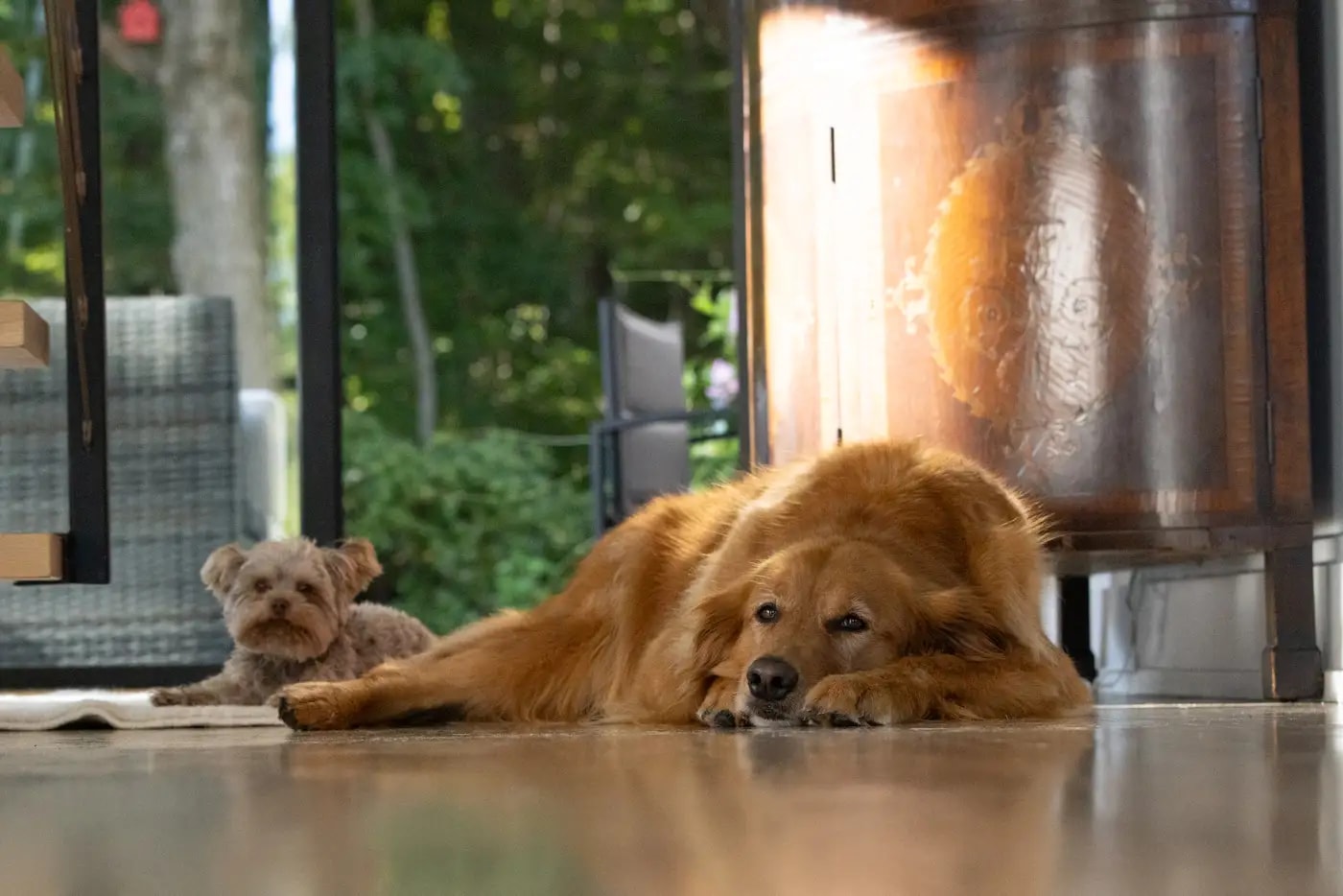 A golden retriever and a small Yorkshire terrier resting together at home