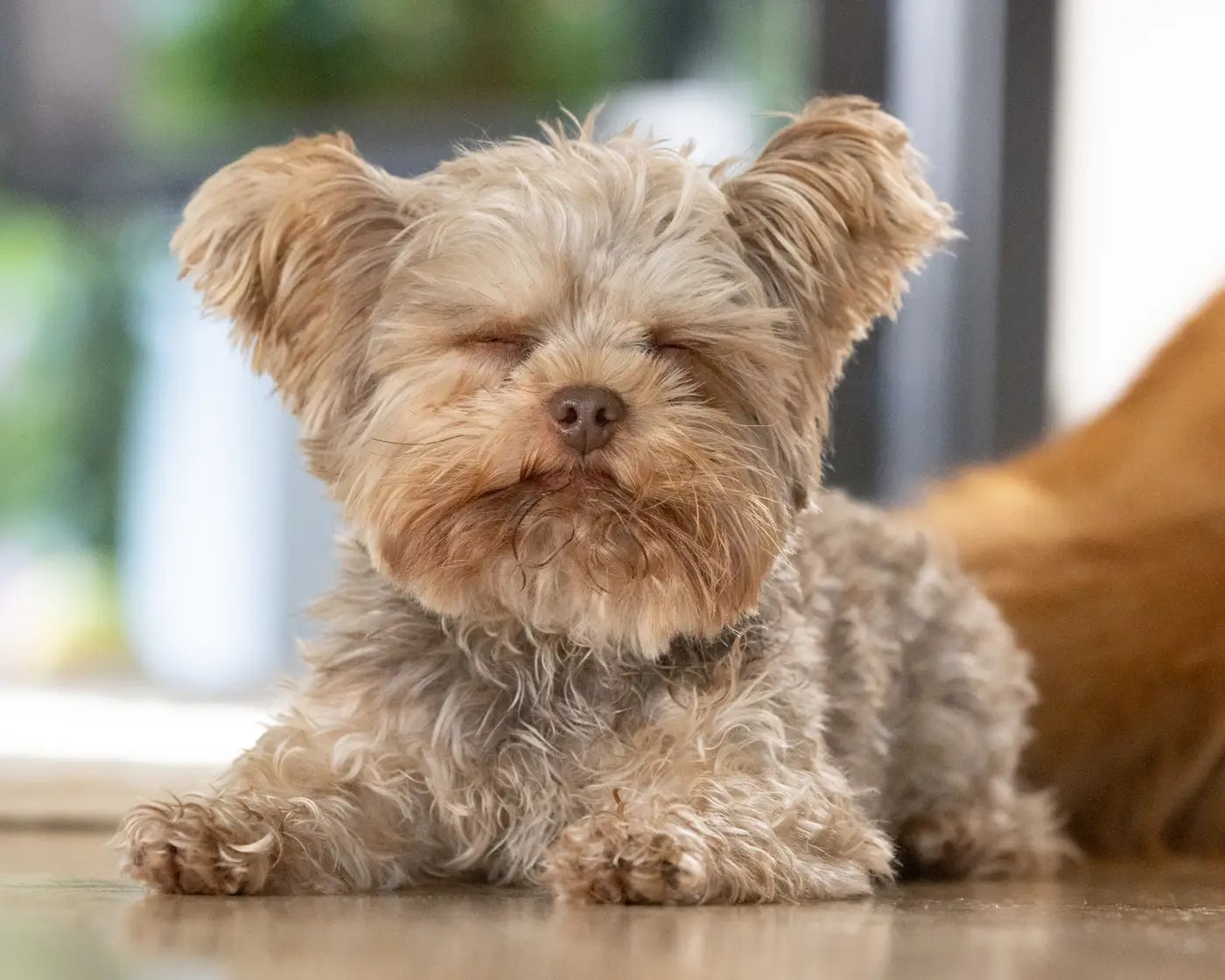 A small senior dog resting peacefully with eyes closed during a calm home visit