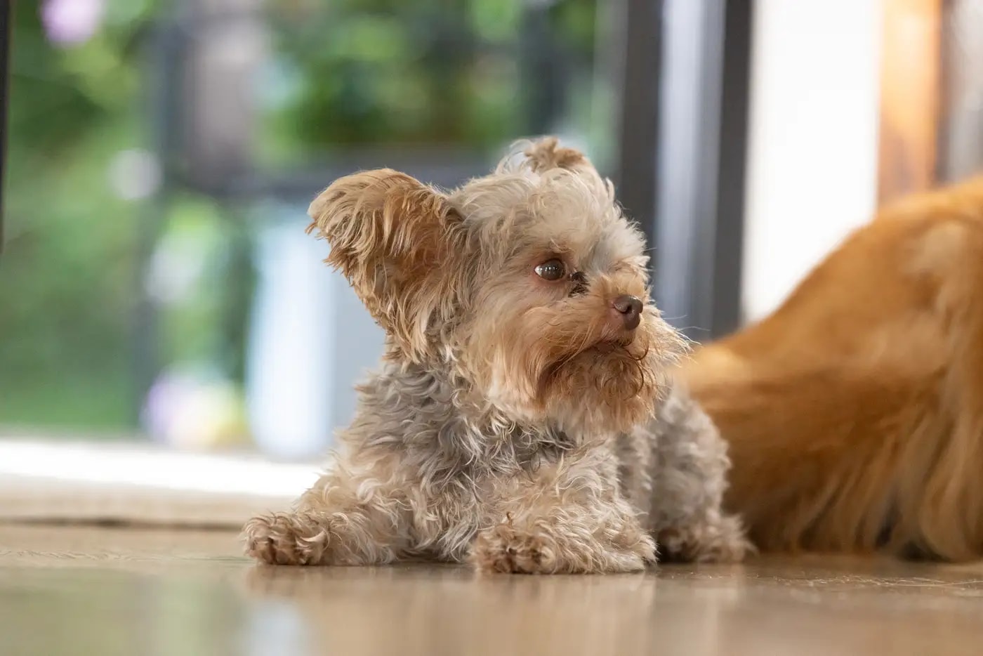 A Yorkshire terrier resting attentively at home