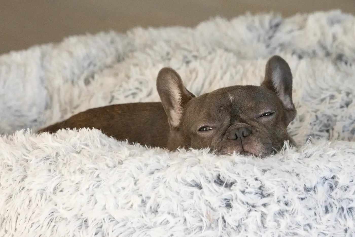 A French bulldog puppy resting comfortably on a soft bed