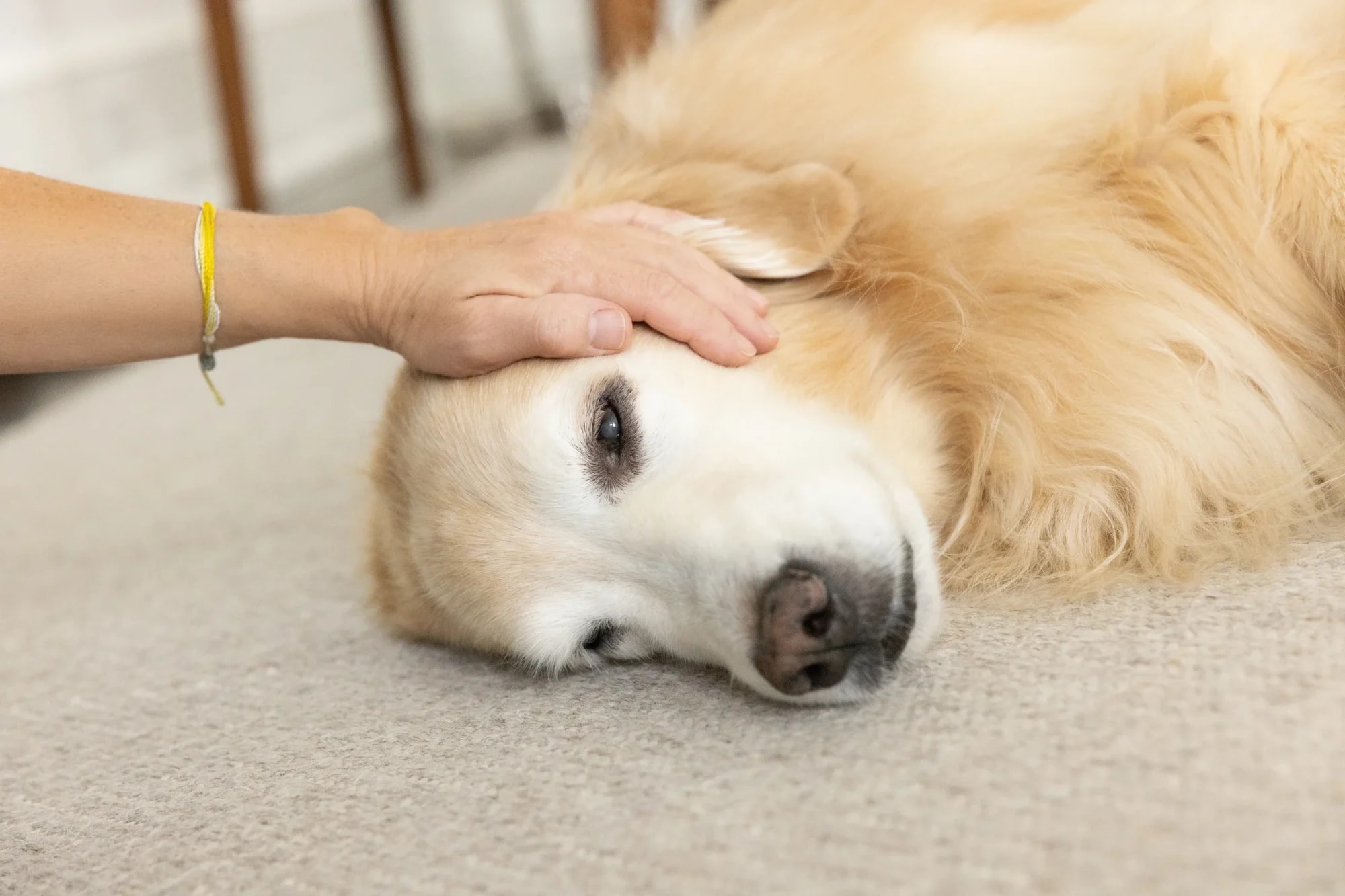 A gentle hand resting on a golden retriever’s head during a calm home visit