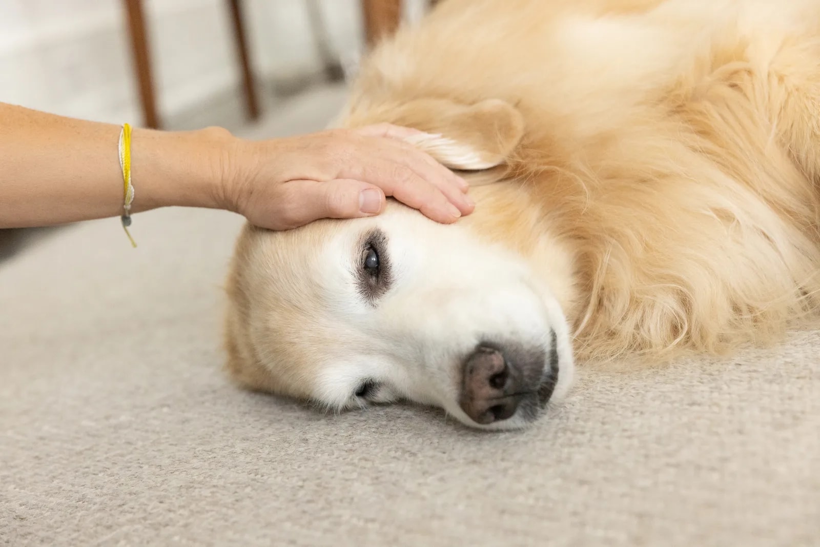 A person gently resting a hand on a golden retriever’s head as the dog lies on the floor