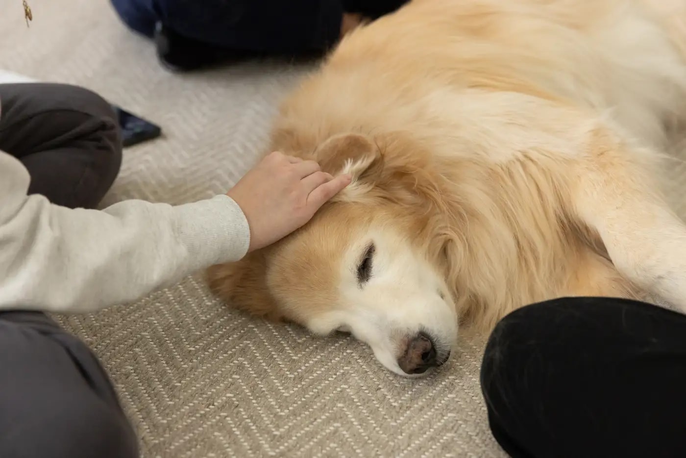 A family member gently stroking a resting golden retriever at home