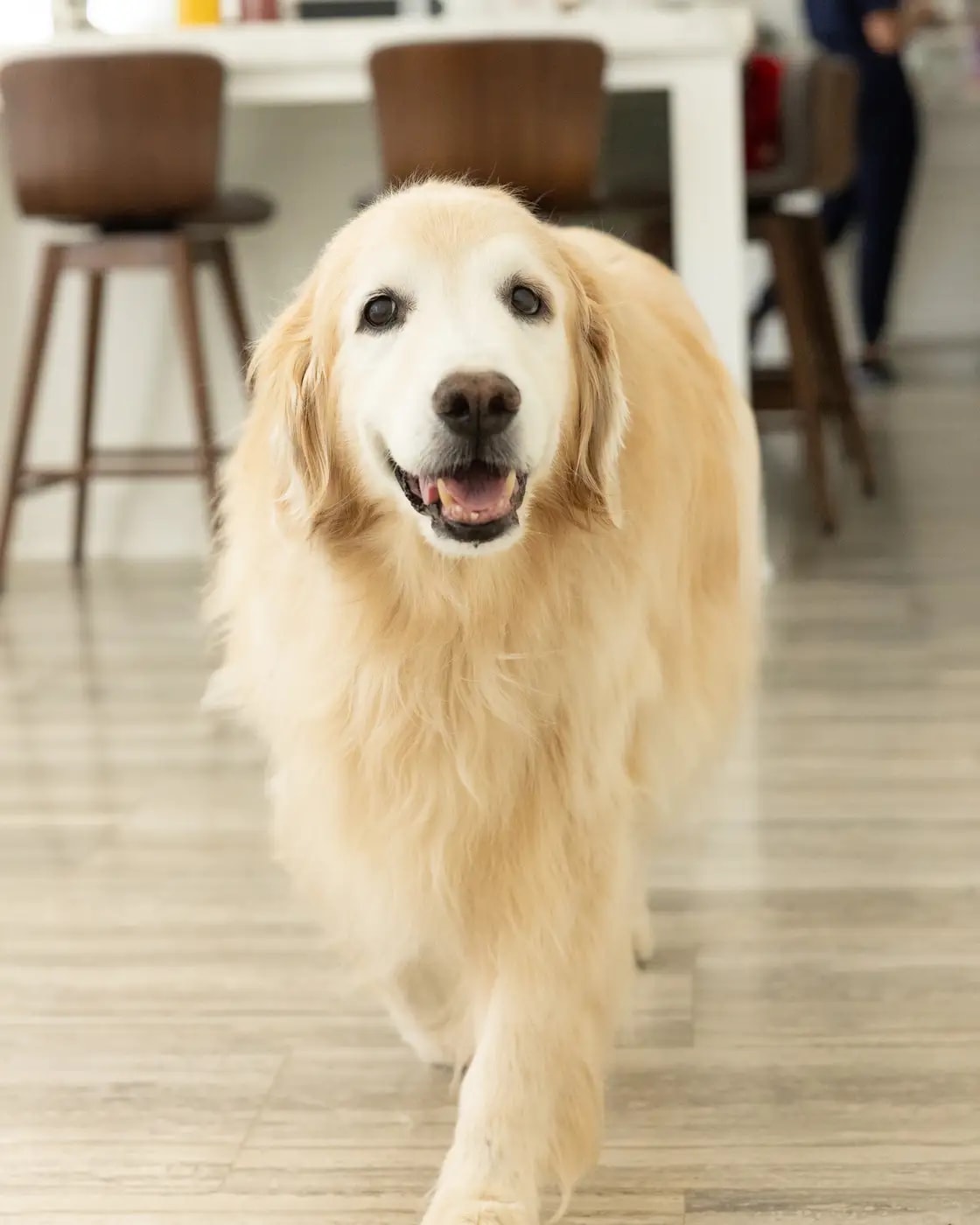 A senior golden retriever walking happily toward the camera at home