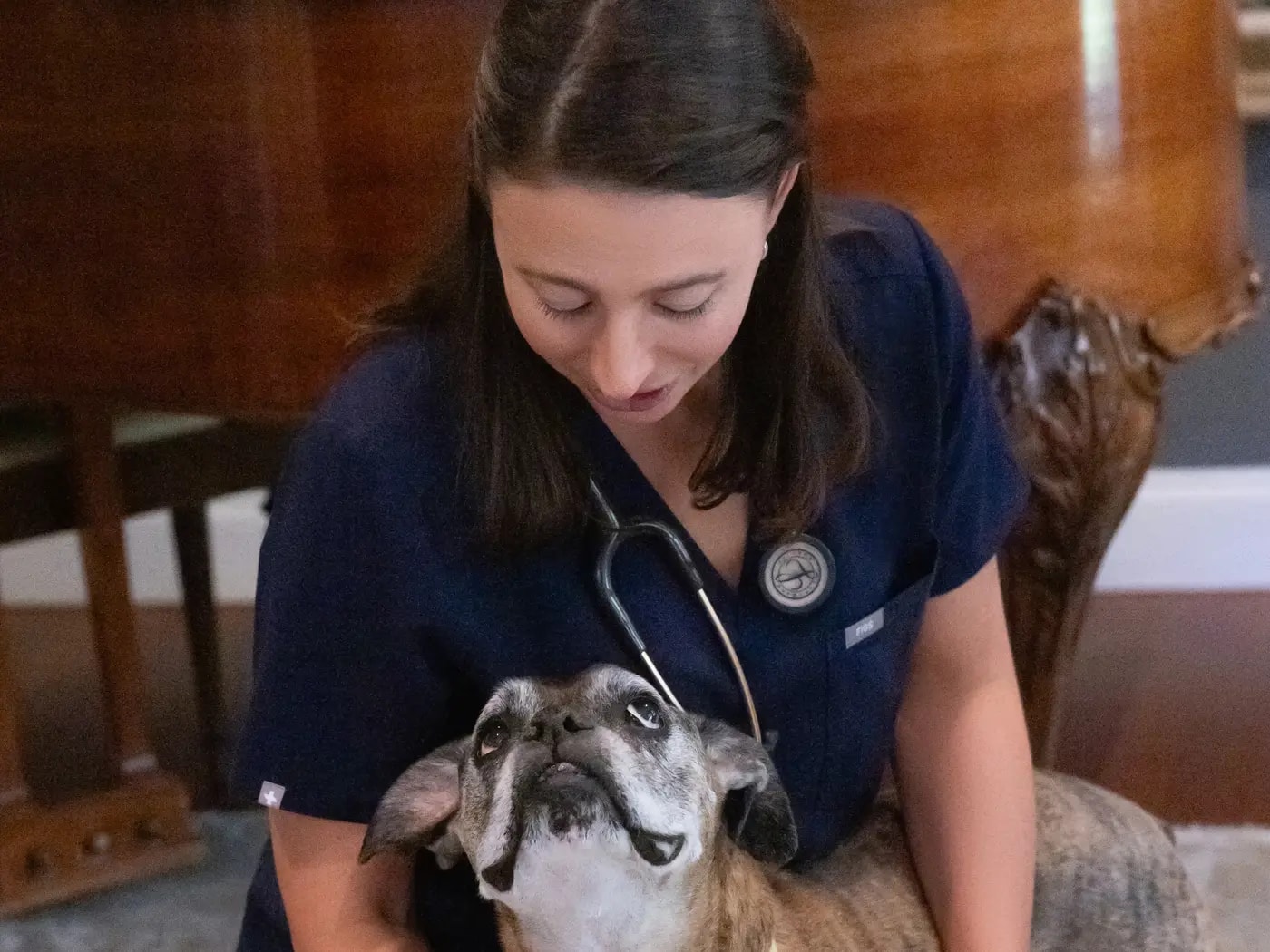 A veterinarian in navy scrubs gently holding a senior dog during an in-home visit