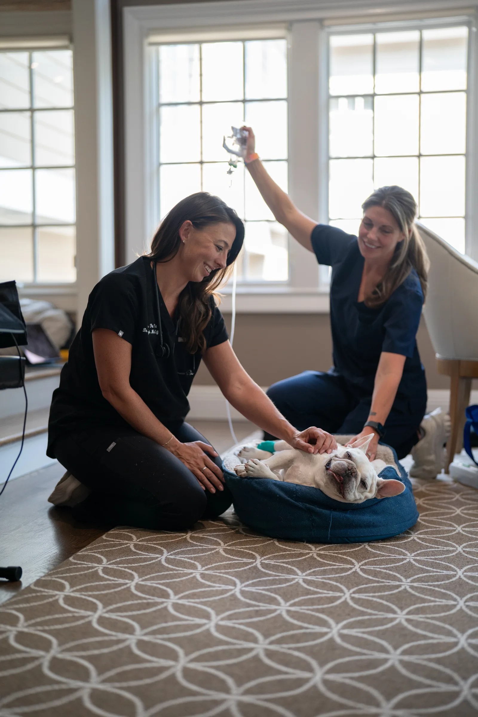 Two clinicians kneeling to care for a French Bulldog resting in its bed during an in-home visit