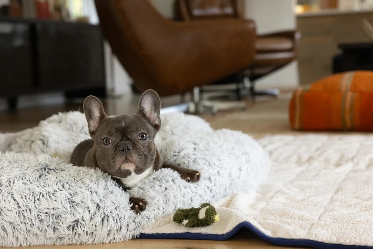 A French bulldog resting comfortably on a soft cushion at home
