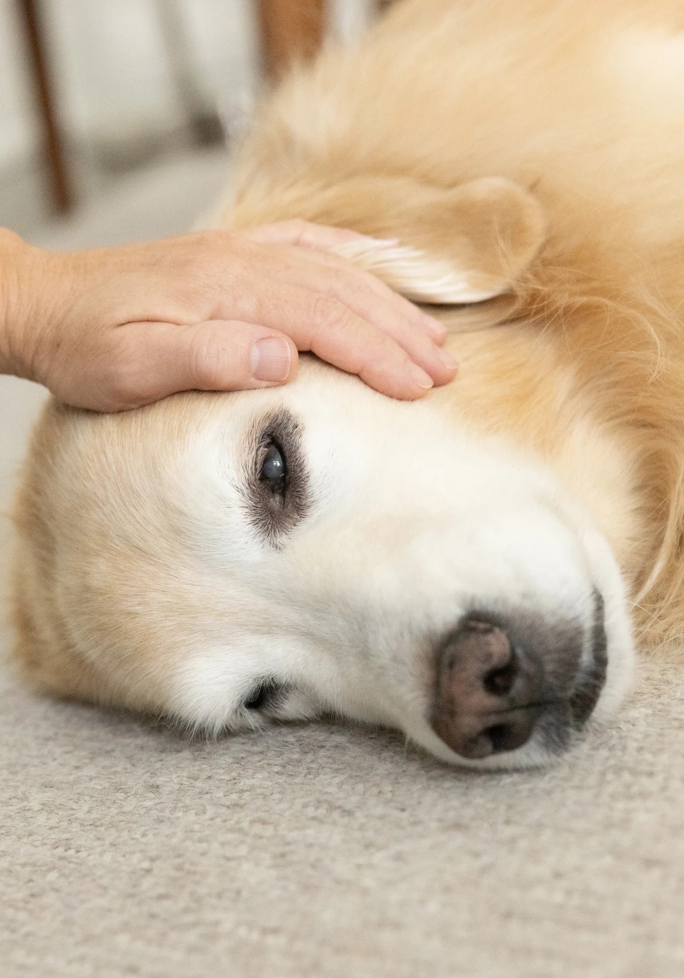 A pet parent gently resting a hand on a senior golden retriever at home
