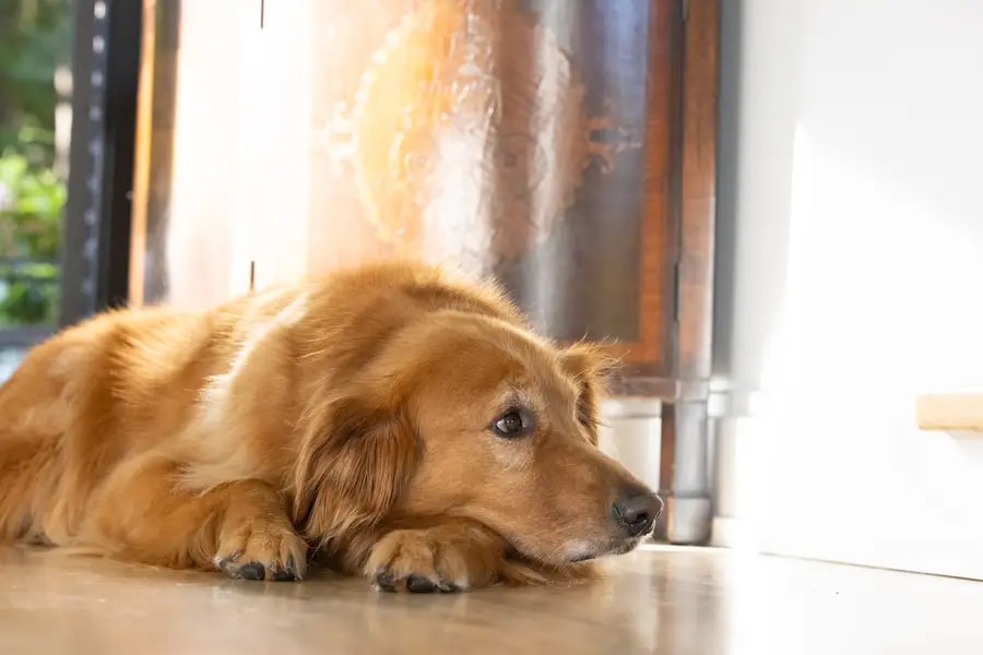 A golden retriever lying calmly indoors near a sunlit doorway