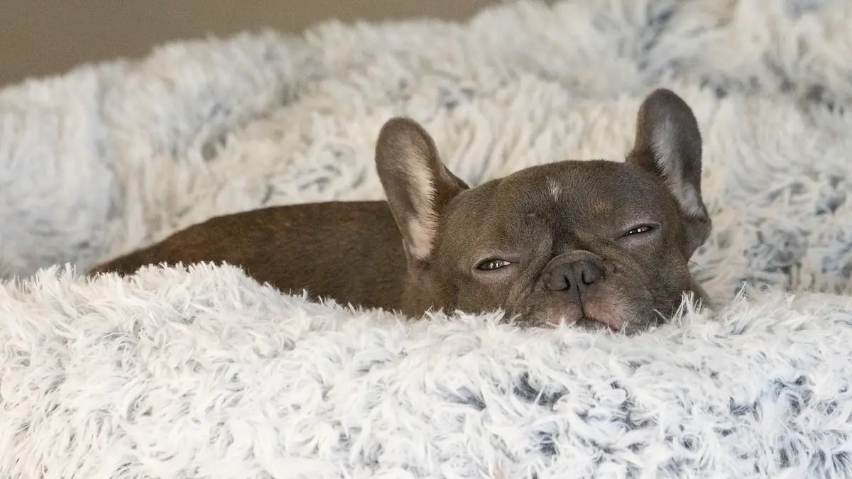 A French Bulldog resting peacefully, curled into a soft, fluffy bed
